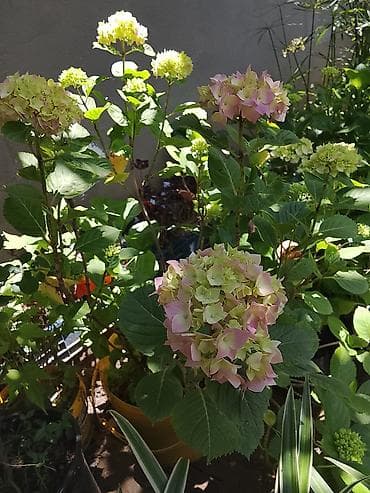 1 yaş dekoru: Yelpazəyarpaq palma (Washingtonia robusta) – qapalı və açıq məkanlar — 8