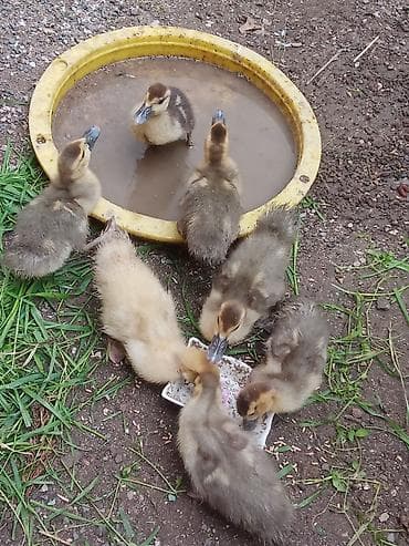 Muscovy (hind) ördək balaları – sağlam və aktiv sürü - Növ