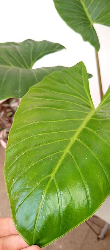 ev gulleri sekilleri: Bitki: Alocasia (Fil qulağı) – iri yarpaqlı tam saglamdir boyukdur — 3