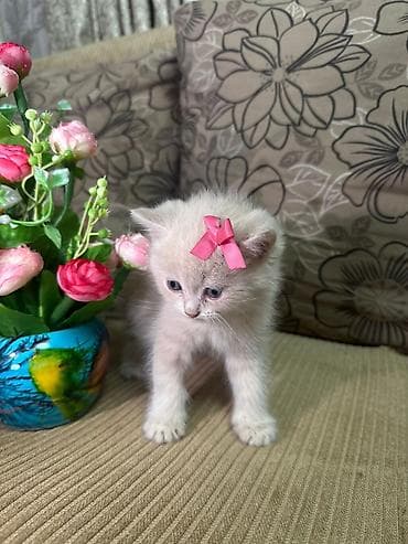 pisiklerin alqi satqisi: Şotland yastı qulaq — 1