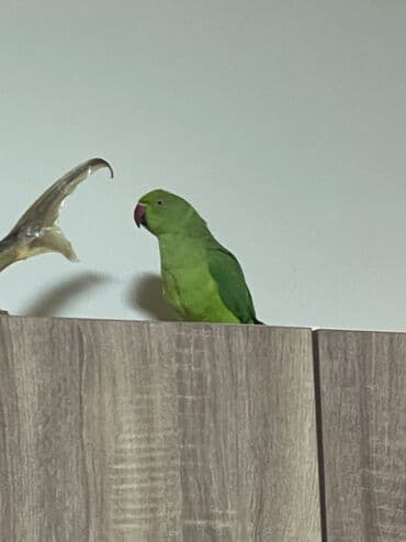 приют для кошек в баку: Ojerelya Arjelya Ajarelya Ojeralya Tutuquşu Yaşıl Pakıstan Tutuquşu — 6