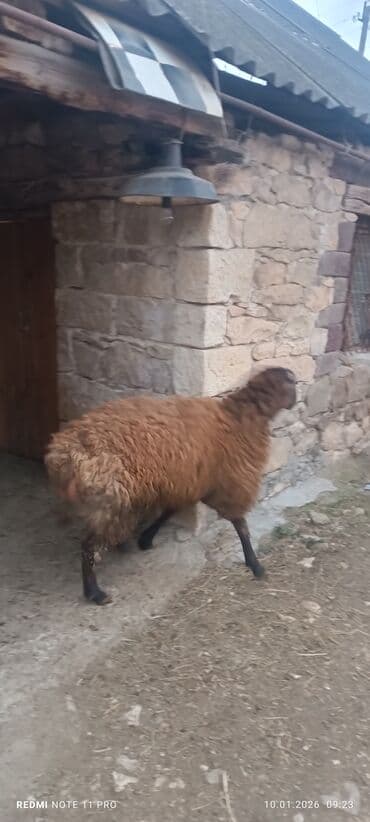 ucuz dana: Erkək, il: 1, 60 kq, Damazlıq, Ünvandan götürmə — 5