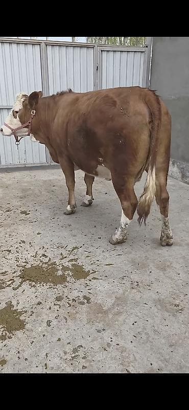 Satilir 2 ci qarna 4 ayliq bogazdi təmiz qan simentaldi