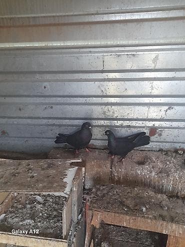 Digər heyvanlar: Qara ev göyərçinləri – cüt - Rəng: tünd qara, boyun hissəsində — 3