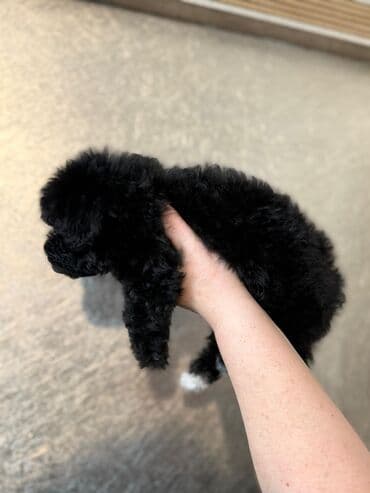 Pişiklər: Pudel, 2 ay — 4