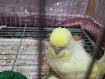 Çex tutuquşu balası satılır öz quşlarımın balasıdır 2 aylıqdır çox