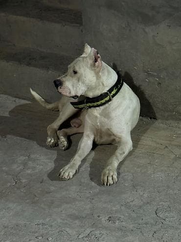 bichon frise qiymeti: Doq, Erkek — 4