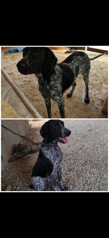 купить собаку в баку: 🌙Nure 🌟 Satılır: Ov iti 🌟 📌 Yaşı: 1 yaş 📌 Cinsi: Dişi 📌 Xarakter — 1