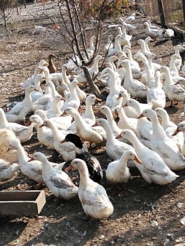 quş satılır: Pekin ördəkləri — 2