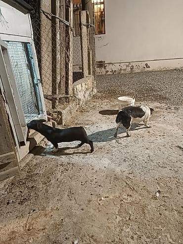 chappi it yemi: Zvanok satilir anadan gelme quyruqsuzdu.vacapla elaqeBalaca it balası — 9
