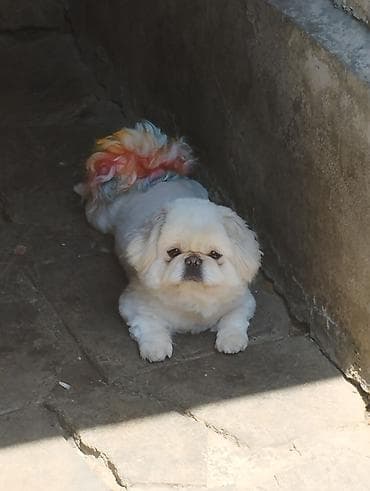 xamilyon heyvan: Pudel, 6 ay, Dişi — 9