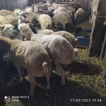 quzu qarni qiymeti: Əmlik quzular diri çəki 10 manat. Böyük quzular 9 manatdan — 5