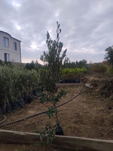 dekor ağaç: Məhsul: Zeytun ağacları (meyvəli) Təsvir: - Şəkillərdə göstərilən — 6