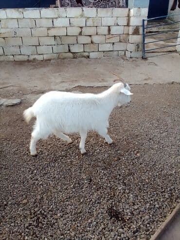 Коровы, быки: Boğazdır dişi sani çəpiş satılır istəyən olsa yazsın video sun atım — 1