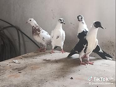 pidbul balası: 1əbrəş maya-1 göy quyruq çilbaş maya-2dənə baladan çıxma qarabaş — 2