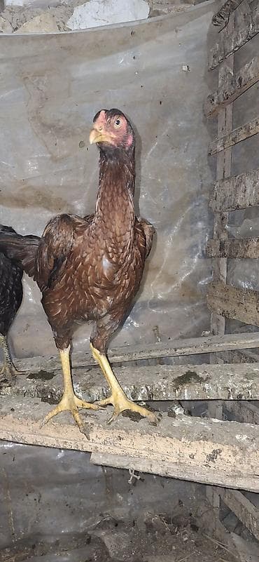 cins buzovların satışı: Toyuq, Damazlıq — 5