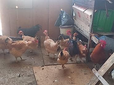 Atlar: Sağlam yumurtlayan kənd toyuqlari satılır her biri 16m maraqlanan — 1