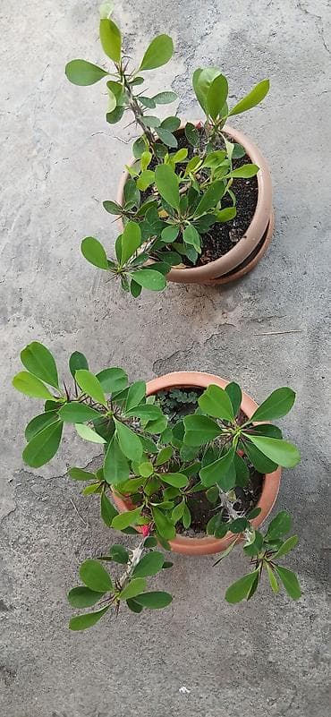 bitki satışı: Bitkilər: Euphorbia milii (Tikanlı tac, “Crown of Thorns”) – hazir — 5
