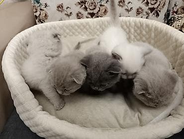 ev itiləri: Şotland, Ödənişli çatdırılma — 9