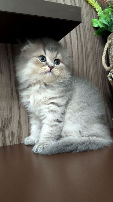 britan pisiyi: Britan — 3