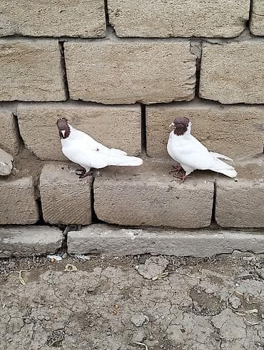 goyercin satisi: Kolço qırmızı başlar hazır cüt satılır.Ünvan Salyan — 4