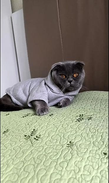 gəlincik heyvan: Pişiklər üçün kapüşonlu sviter - Model: klassik, kapüşonlu, qısa qol — 2