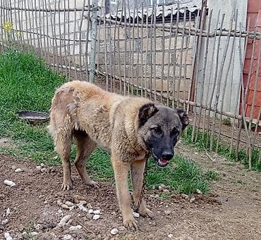 1 ay, Dişi