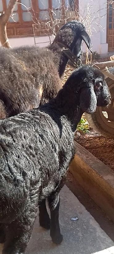 erkek: Ana bala erkeydi balası 2 aylıqdı — 3