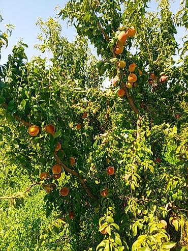 k meyve: Şaftalı – bağdan təzə, çeşidlənmiş və qutulanmış - Məhsul: aromatik — 1