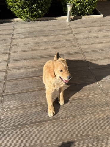 gold sinsilla: Retriever, 4 ay, Dişi, Peyvəndli — 6