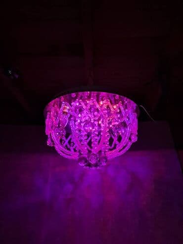 sumqayit gul sifarisi: Çılçıraq — 7