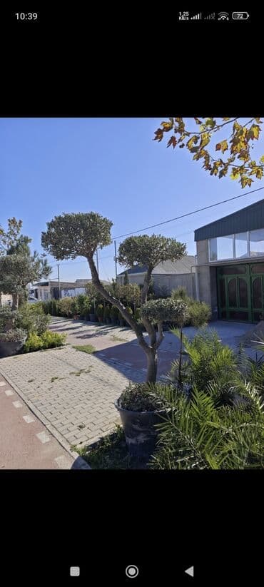 zeytun tingləri: Bonzay ZeytunZeytun ağacı – dekorativ formaya verilmiş, qara plastik — 1