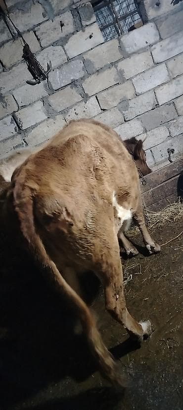 mal qara fermalari: Salam.1 ci qarın 5 aylıq boğaz simental və limuzin cinsi mələzi. Çox — 4