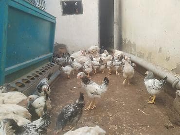 Toyuq cücələri, Ətlik