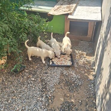 отдам собаку в хорошие руки: Звонок, 5 месяцев — 2