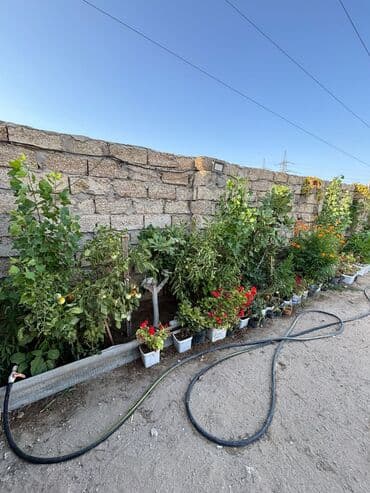 земельный участок в деревне: 3 соток, Для строительства, Риэлторам не беспокоить, Купчая — 9