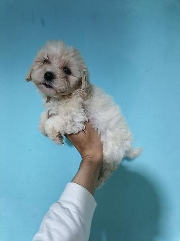 heyvan bazari harda yerlesir: Salam maltipo balası tam sağlam erkek real alıcı əlaqə saxlasın temiz — 5
