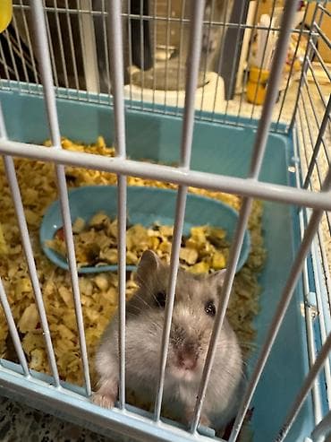 hamster satışı: Hamster ve iki mərtəbəli qəfəs dəsti Satiram cunki nece lazimdi baxa — 2