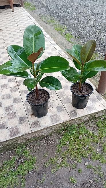 ağac: Fikus elastika (rezin ağacı) – bəzək məqsədli iri otaq bitkisi - Növ — 7