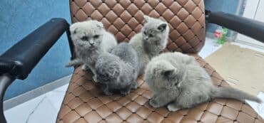 siam pişiyi qiyməti: Şotland, Erkək, Dişi, Yaxşı əllərə, Ödənişli çatdırılma — 10