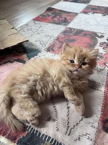 pulsuz baytar: Britan — 5