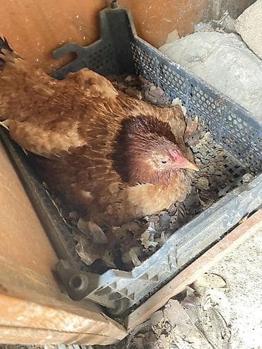 Atlar: Kürt heyratı toyuq Cavandı 9 aylıqdı 1 həftədən çox olar yatıb — 2