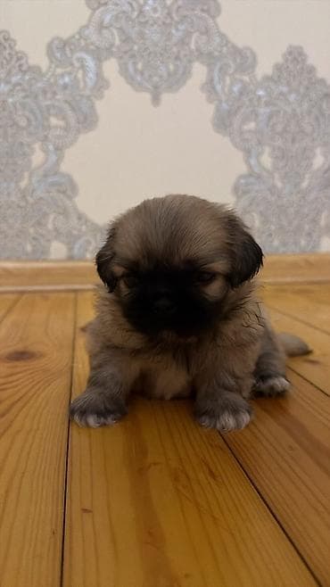 ay: Pekines, 1 ay, Erkək, Sənədli, Ödənişli çatdırılma — 9