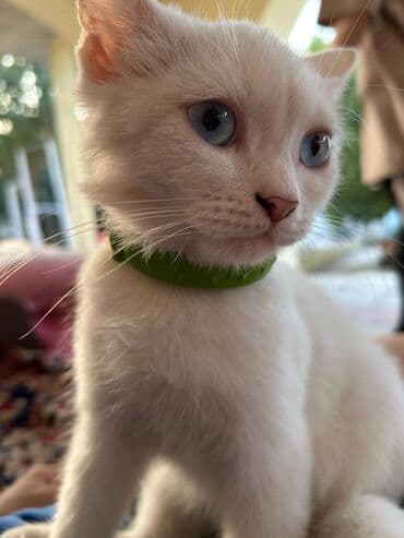 pişik ucuz: Dişi, Yaxşı əllərə, Ödənişli çatdırılma — 5