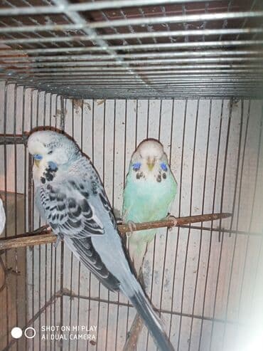 dəvə qusu: Çex cütler satılır papuqaylar təmiz qan vıstıvıcnıy vıstıvka sərgi — 6