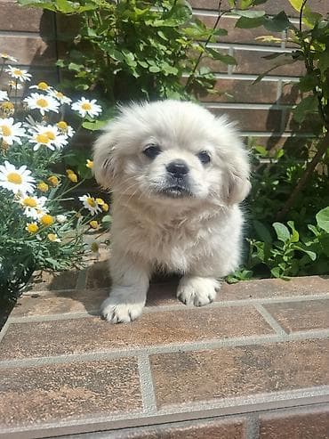 balaca ev itleri: Pekines, 3 ay, Erkek, Peyvəndli, Pulsuz çatdırılma — 6