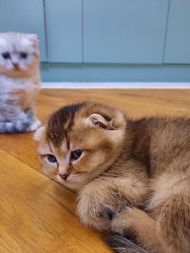 pişik satisi 2019: Şotland yastı qulaq, Dişi, Ünvandan götürmə — 4