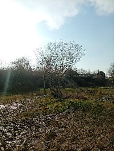 38 sot, Kənd təsərrüfatı, Mülkiyyətçi, Kupça (Çıxarış) lalafo.az -da 38 sot, Kənd təsərrüfatı, Mülkiyyətçi, Kupça (Çıxarış)