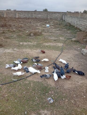 Qarışıq nal-qarın və rəngdə ev göyərçinləri dəsti - Növ: Ev/oyun