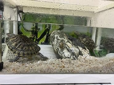 baliq tutan satilir: Dördbucaq akvarium, Balıqlarla birlikdə, 12 l, Ünvandan götürmə — 3